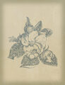 Image Not Available